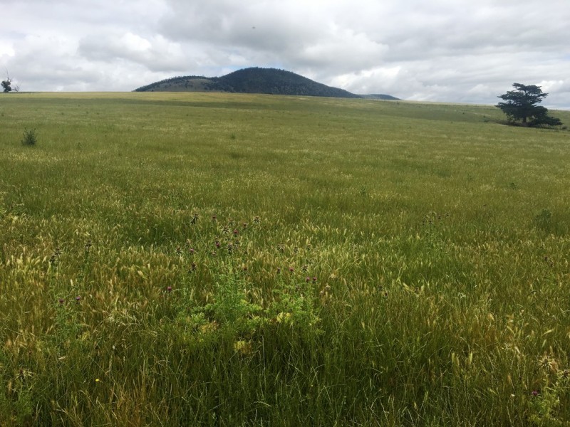 157 Weavers Lane, Campania TAS 7026