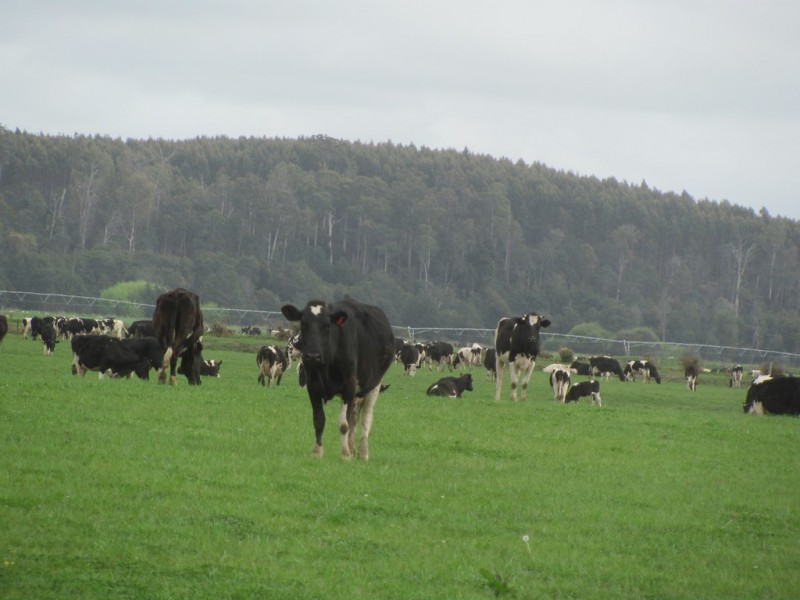 14439 Highland Lakes Road, Deloraine TAS 7304