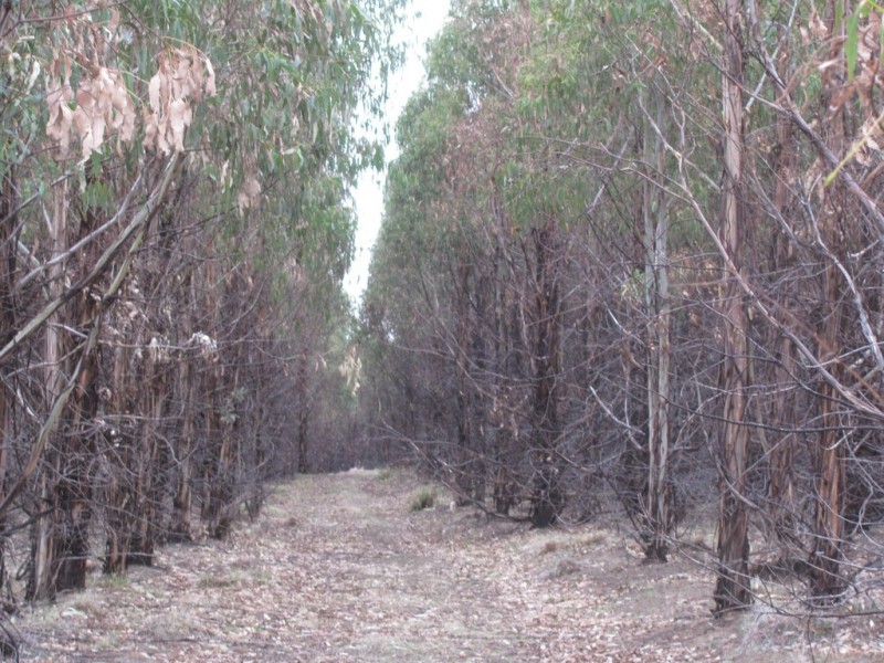 “Trap Hut” Meadsfield Road, Bothwell TAS 7030