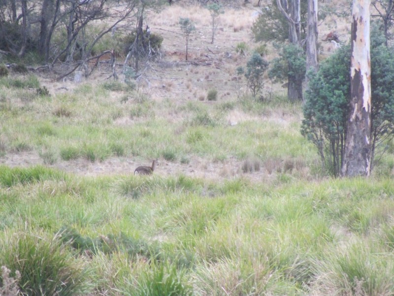 “Trap Hut” Meadsfield Road, Bothwell TAS 7030
