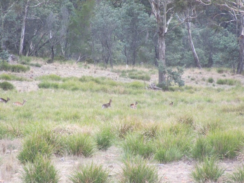 “Trap Hut” Meadsfield Road, Bothwell TAS 7030