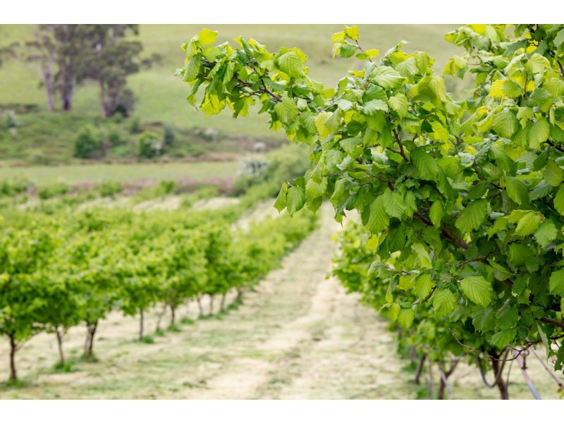 43 Turkey Farm Road, Glengarry TAS 7275