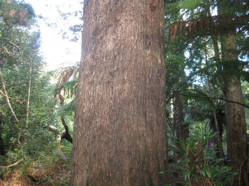 . Wilsons Road, Granville Harbour TAS 7469