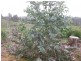 . Roger River Road, Roger River TAS 7330