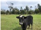 31 Bischoffs Road, Pegarah TAS 7256