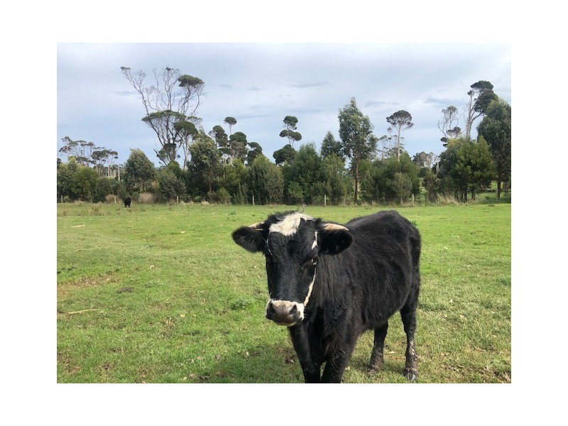 31 Bischoffs Road, Pegarah TAS 7256