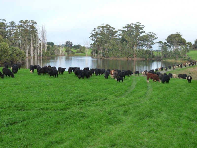 160 Ringle Doddy Road, South Forest TAS 7330