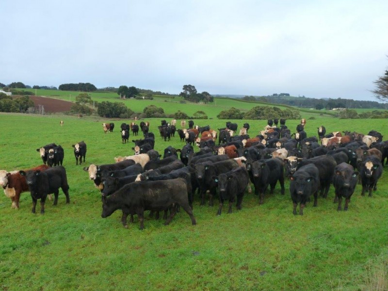 160 Ringle Doddy Road, South Forest TAS 7330