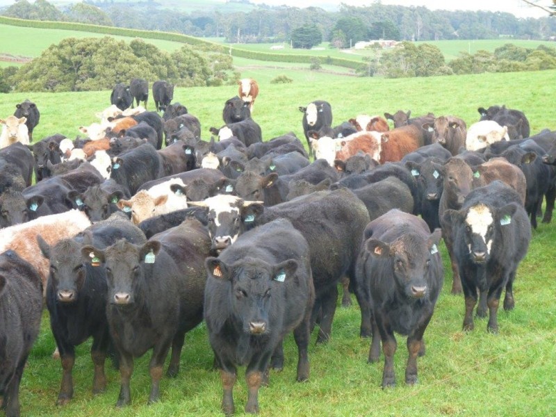 160 Ringle Doddy Road, South Forest TAS 7330