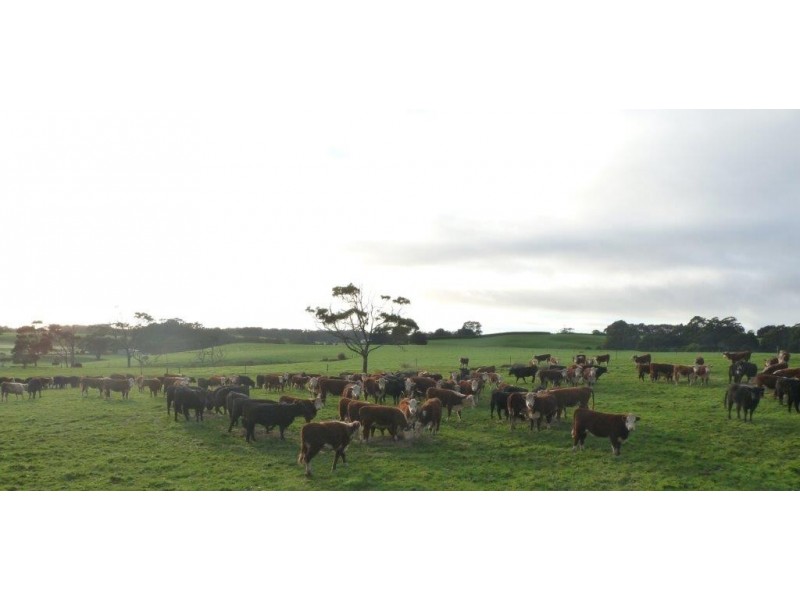 160 Ringle Doddy Road, South Forest TAS 7330