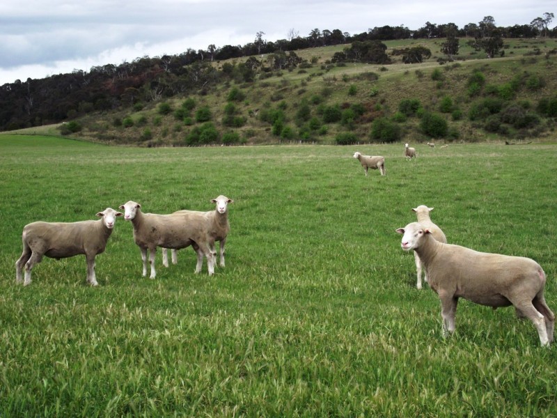 177 Weavers Lane, Campania TAS 7026