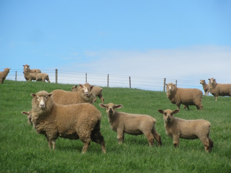 211 Chapel Road, Sassafras TAS 7307