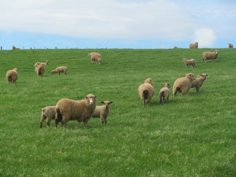 211 Chapel Road, Sassafras TAS 7307