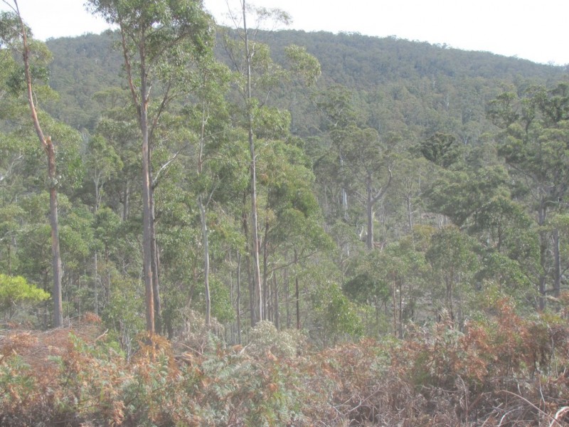 . Calders Gully Road, Mangana TAS 7214