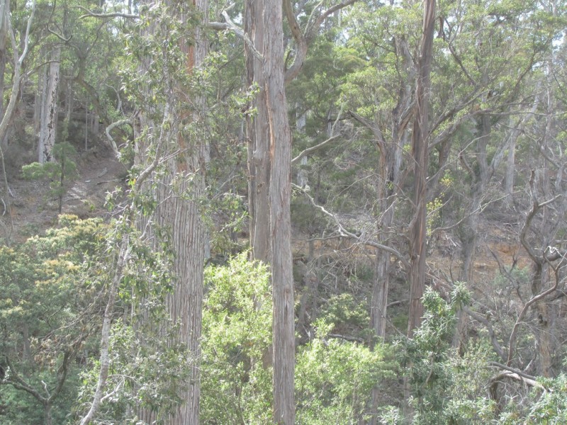 . Calders Gully Road, Mangana TAS 7214