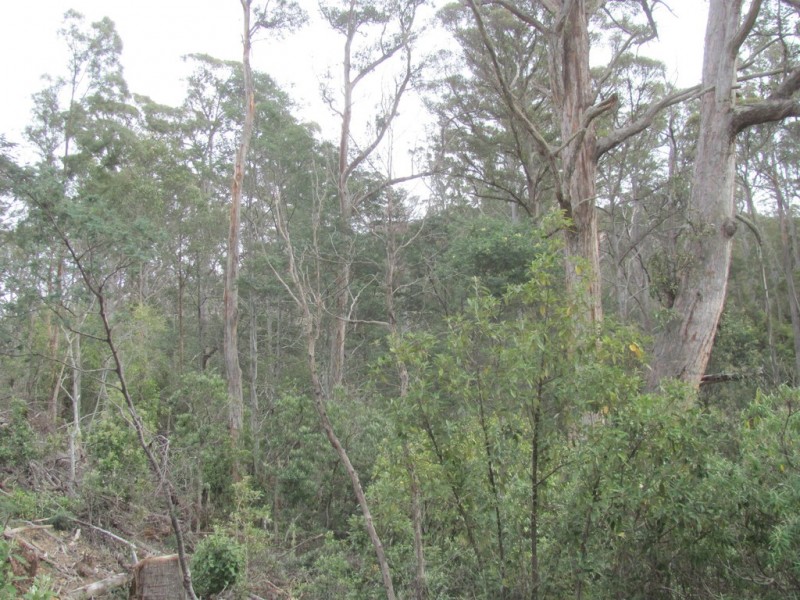 . Calders Gully Road, Mangana TAS 7214