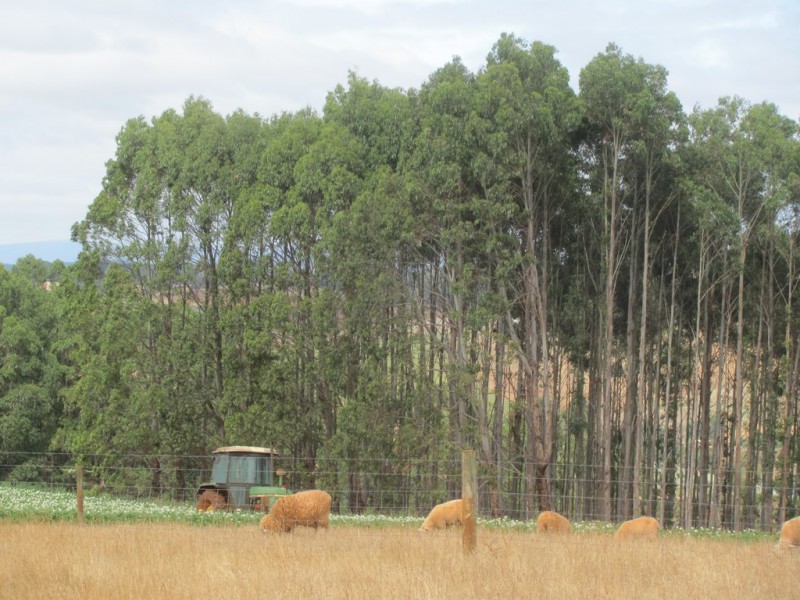 46 Chuggs Road, Forth TAS 7310