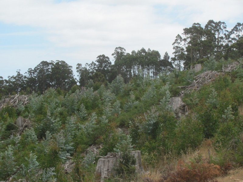 46 Chuggs Road, Forth TAS 7310