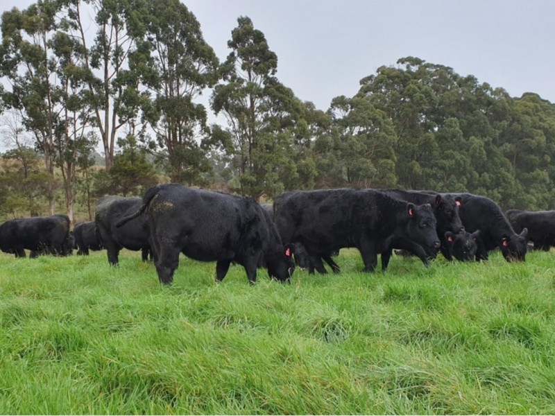 18784 Bass Highway, Montumana TAS 7321