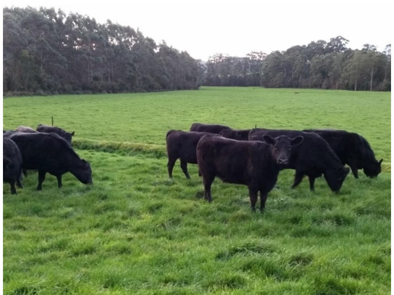 18784 Bass Highway, Montumana TAS 7321