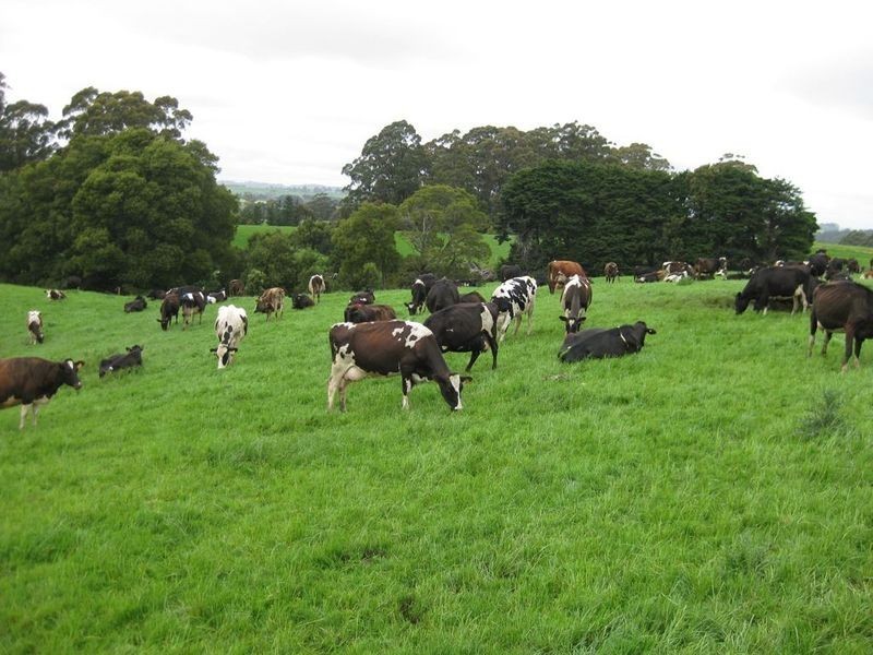 RA 913 Mount Hicks Road, Mount Hicks TAS 7325