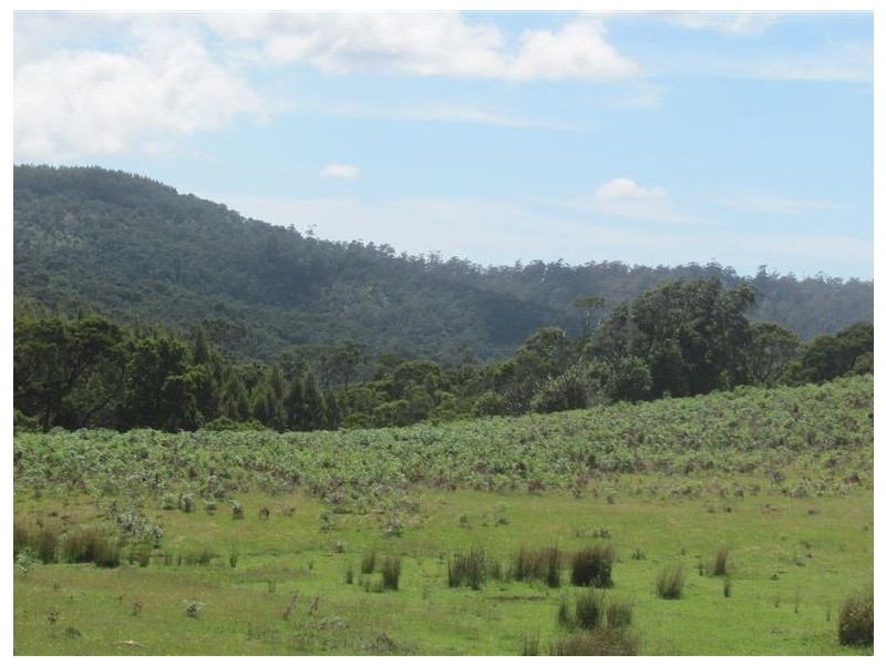 . Tasman Highway, Pyengana TAS 7216