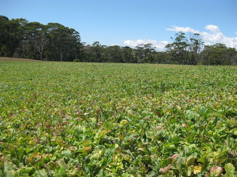 80 Jocks Road, Forest TAS 7330