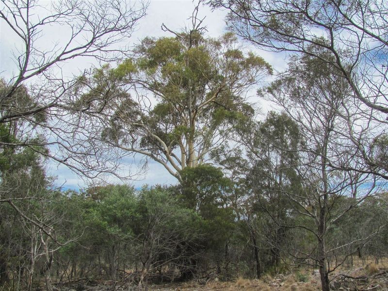 276 Lilydale Road, Rocherlea TAS 7248