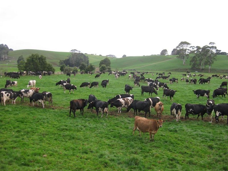 136 Robin Hill Road, Flowerdale TAS 7325