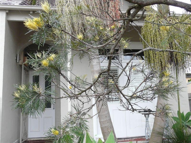 17 HENRIETTA STREET, Waverley NSW 2024