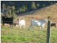 Palen Creek QLD 4287