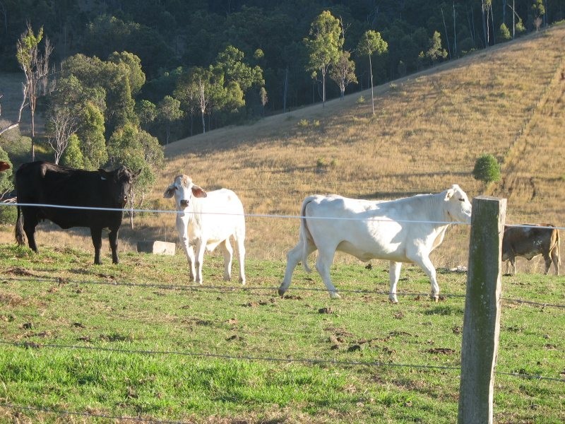 Palen Creek QLD 4287
