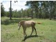 Tamborine QLD 4270