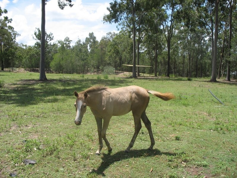 Tamborine QLD 4270