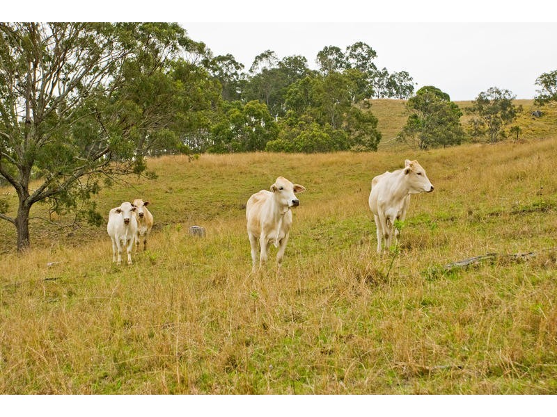 419 Christmas Creek Road, Laravale QLD 4285