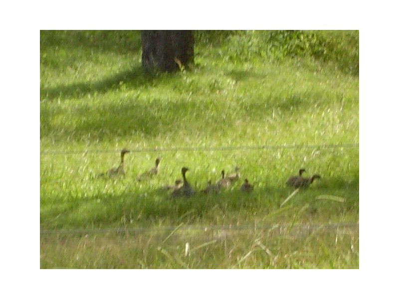 Tamborine QLD 4270