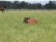Boonah QLD 4310