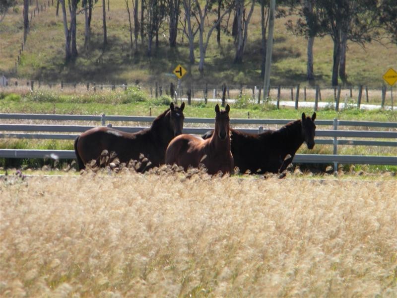 Christmas Creek QLD 4285