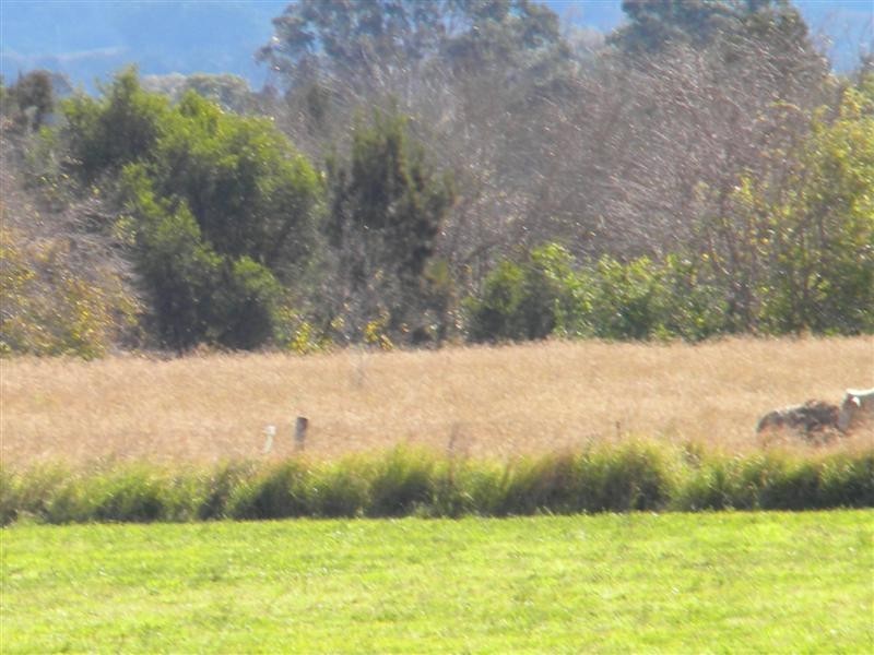 Christmas Creek QLD 4285