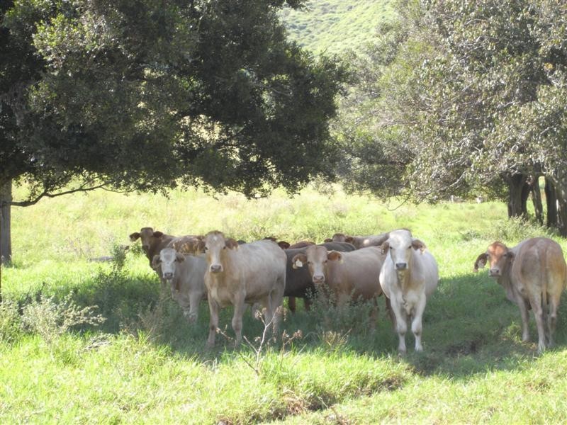 Running Creek QLD 4287