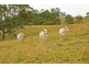 Christmas Creek QLD 4285
