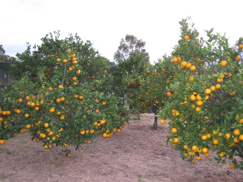 Josephville QLD 4285