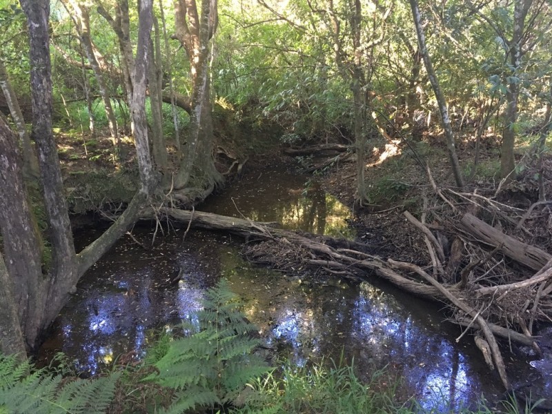 297 Lawnville Road, Black Mountain QLD 4563