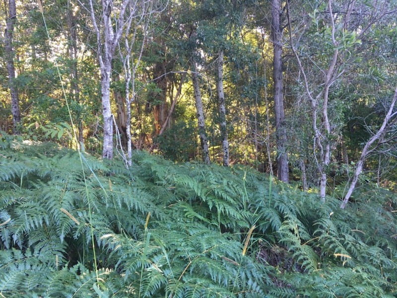 297 Lawnville Road, Black Mountain QLD 4563