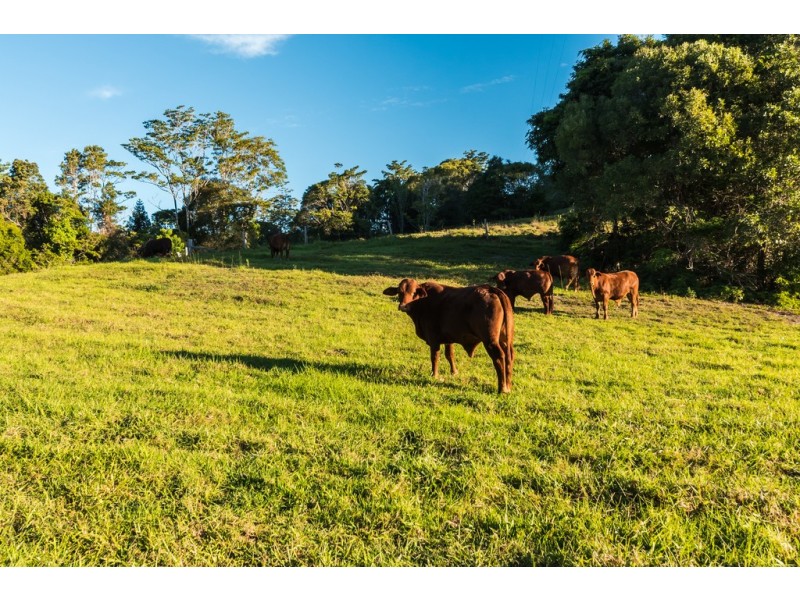 430 Black Mountain Road, Black Mountain QLD 4563