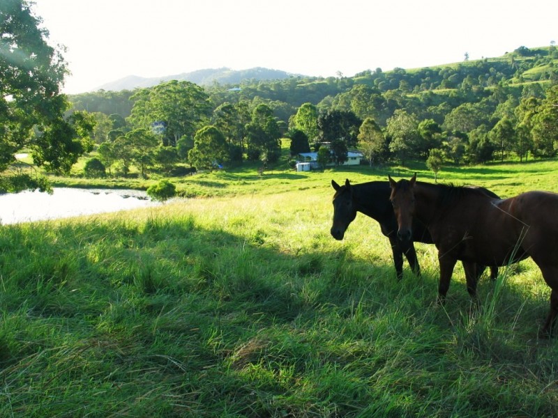 221 Schreibers Road, Cooran QLD 4569