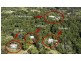 532 Black Mountain Road, Black Mountain QLD 4563