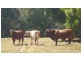 Cooran QLD 4569