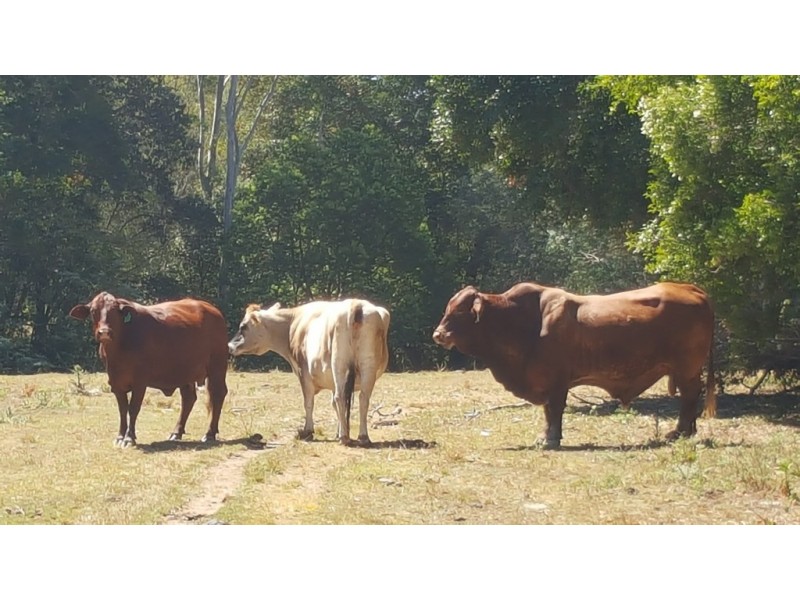 Cooran QLD 4569