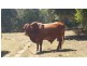 Cooran QLD 4569